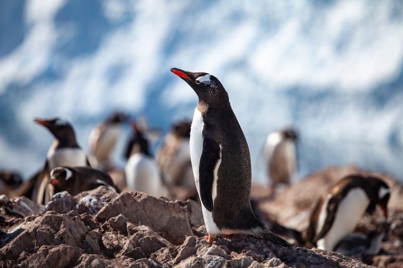 Explore Penguin Rookeries on an Unforgettable Expedition Cruise