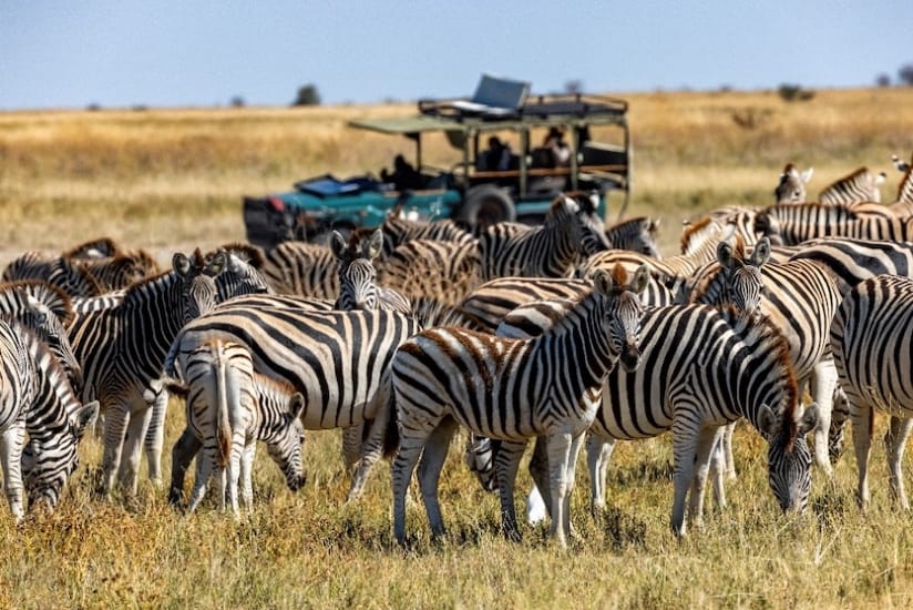 African Travel Inc.'s Tribute to "Wild About Wildlife" Month